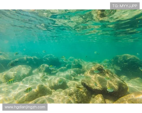 海洋之神国际版新手入门必看，详细攻略帮助你轻松开启海底探险之旅